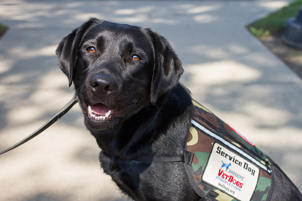 Randolph Teams with America’s VetDogs: Help Provide Service Dogs to Veterans